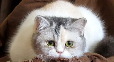 Cat Kitten