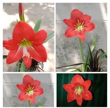 লিলির কন্দ