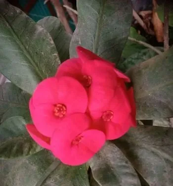 কাটামুকুট চারা
