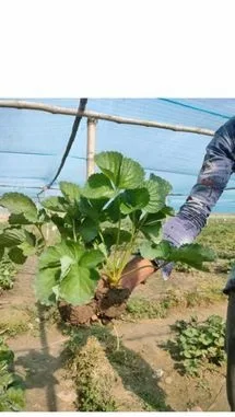 STRAWBERRY PLANT