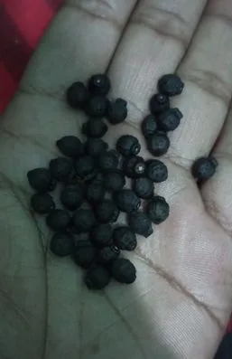 সকাল সন্দা ফুলের বিচি