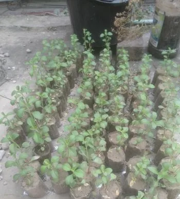 স্টেভিয়া চারা গাছ