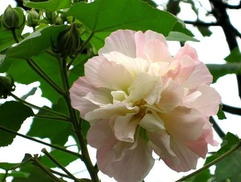স্থল পদ্ধ গাছ