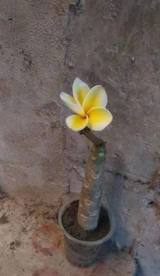 কাঠগোলাপ চারাগাছ