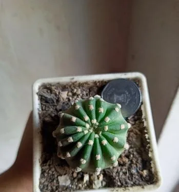 Cactus plant