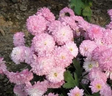 চন্দ্রমল্লিকা