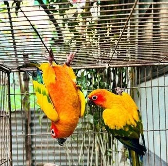Sun Conure Adult Paire bird