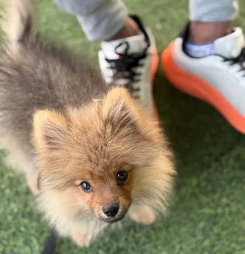 Pomeranian Dog