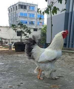 ব্রাহামা মুরগী:
