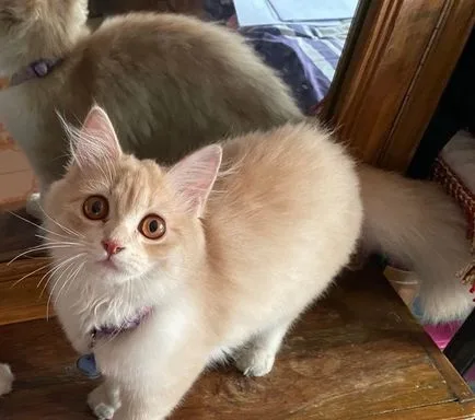 Persian female