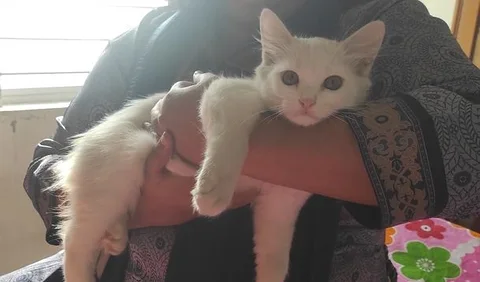 Persian Cat
