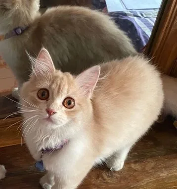 Persian female