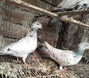 কবুতর