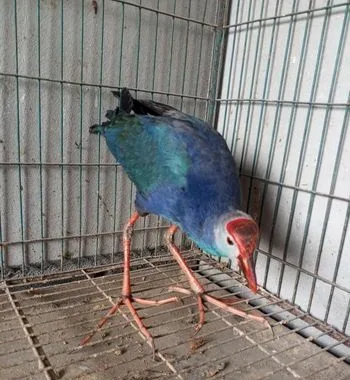 কালিম পাখি