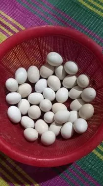 ডিম