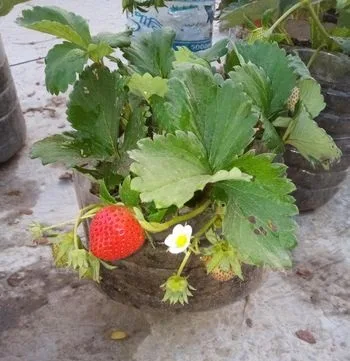 Strawberry