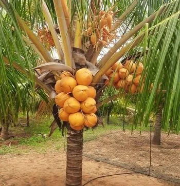 কদবেল