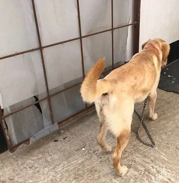 Original Labrador Dog