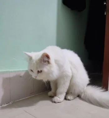 পিওর পারসিয়ান বিড়াল