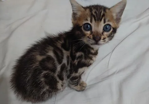 Bengal male cat kitten