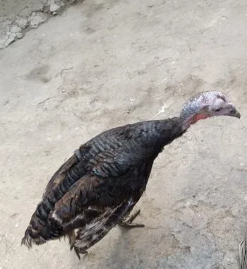 টার্কি মুরগি