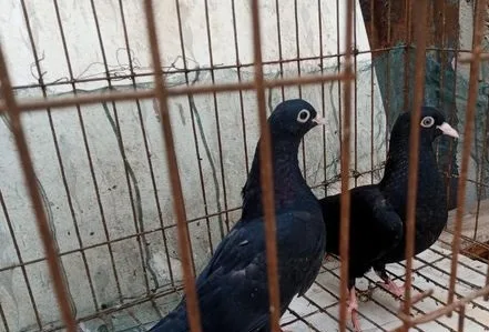 জাক কবুতর