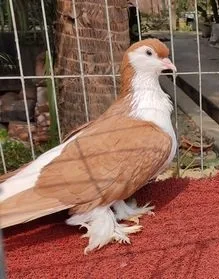 7 জোড়া লাহুরি কবুতর