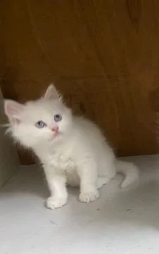 Persian kitten