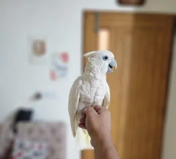 Ducorp/Solomon Cockatoo