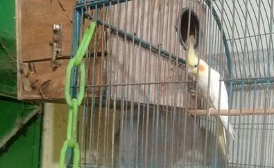 রানিং কোকাটেল পেয়ার