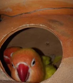 Love Bird