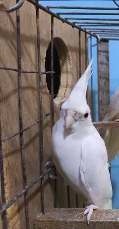 Albino red eye cockatiel pair