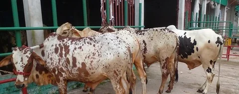 বাছুর