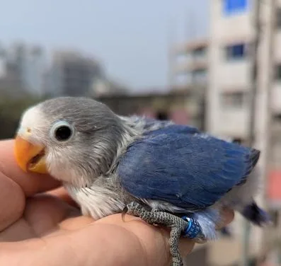 Lovebird