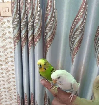 বাজরিকা পাখি