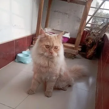 Persian Cat