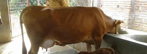 গাভী গরু