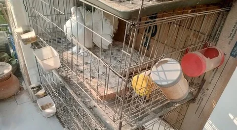 দুই পিছ ১৮/ ৩৬ খাচা