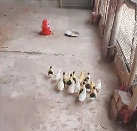 চিনা হাসের বাচ্চা
