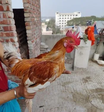 দেশী মোরগ