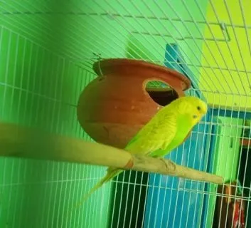 বাজিগার রানিং