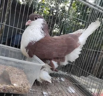 লাহরি সিরাজি কবুতর পায়রা