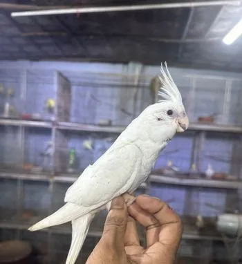 একভিনো টেম ক ককাটেইল