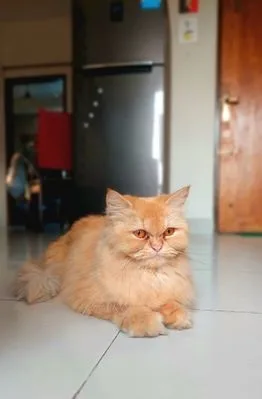 Cat/Kitten