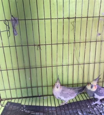 Cockatiel