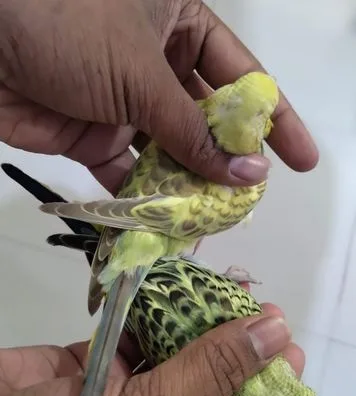 Bajigar pakhi 1 jora
