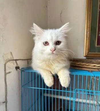 White Persian Female Kitten