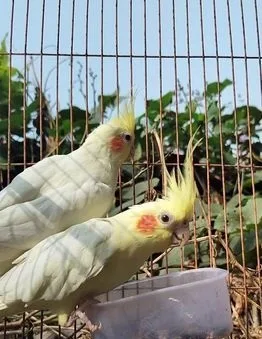 কোকাটেল পাখি