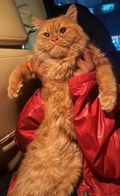 Original Persian cat