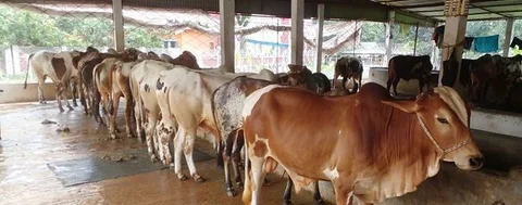 বাছুর লটে